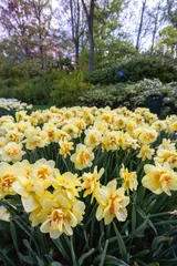 Poster Narcissus jonquilla, rush narcis or jonquil, Keukenhof flower garden, Lisse, Netherlands © Richard Semik