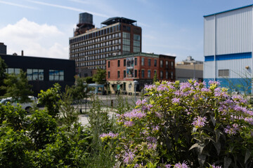 Beautiful Plants and Flowers at a Park in front of Buildings in Greenpoint Brooklyn during Summer
