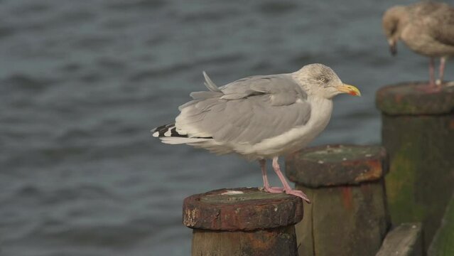 Immature Herring Gull (Larus argentatus) taking off from a metal post on the beach at Whitstable, Kent, UK. October [Slow motion x5]