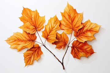 Fototapeta premium autumn maple leaves