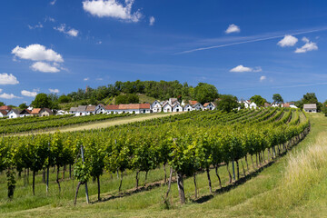 Traditional wine cellars with vineyard in Galgenberg near Wildendurnbach, Lower Austria, Austria