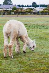 White alpacas on a farm in New Zealand  