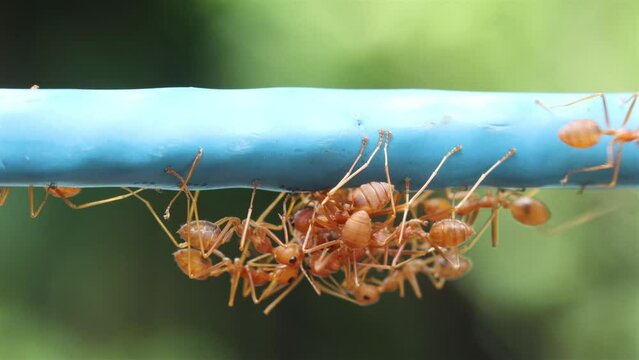 A group of red ants is biting another ant to separate its body parts