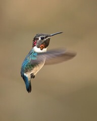 Fototapeta premium Bee hummingbird, zunzuncito or Helena hummingbird (Mellisuga helenae). It is the world's smallest bird