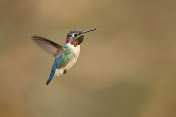 Bee hummingbird, zunzuncito or Helena hummingbird (Mellisuga helenae). It is the world's smallest bird