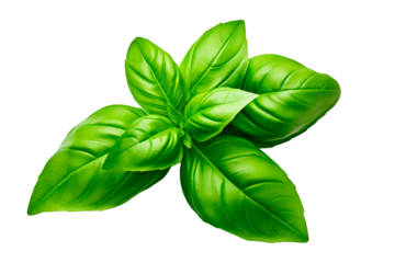 Basil leaves isolated on transparent background PNG transparent
