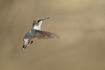 Bee hummingbird, zunzuncito or Helena hummingbird (Mellisuga helenae). It is the world's smallest bird