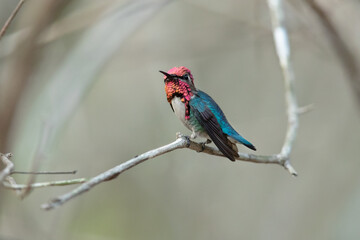 Bee hummingbird, zunzuncito or Helena hummingbird (Mellisuga helenae). It is the world's smallest bird