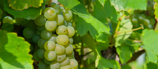 Weinberge Reben Sonnenuntergang