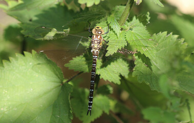 Blaugrüne Mosaikjungfer - Southern Hawker