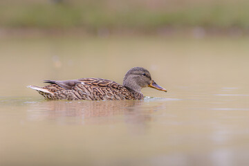 Fototapeta premium mallard duck swimming on the surface of a pond in the light of an autumn morning