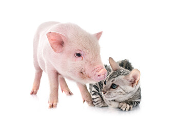 miniature pig and kitten