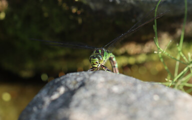 Blaugrüne Mosaikjungfer - Southern Hawker