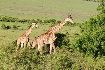 Naklejka na ściany i meble Les girafes de la réserve du masaï mara au Kenya