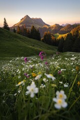Spring landscape view of a flowered meadow with mountains lit by the sunset in the foreground