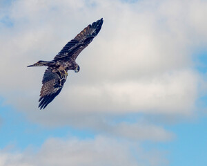 A Black Kite