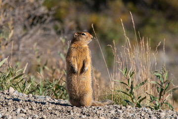 Prairie Dog