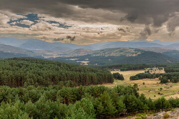 Forests of wild pines, sessile or mountain pines and mountains of the Sierra de Gredos. Pinus sylvestris. Avila, Spain.