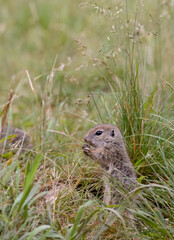 Ground squirrel colony (Syslovisko Biele vody), National park Muranska Planina, Slovakia