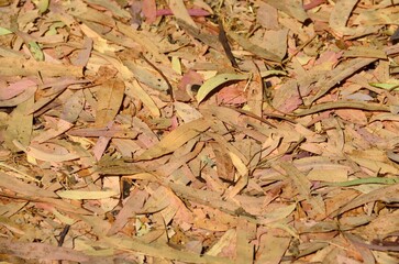 Hojas de eucalipto secas en Tolox, provincia de Málaga