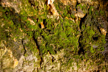 Natural rock texture background. Rocky bas-relief wall. Green moss on the surface of the rocks.