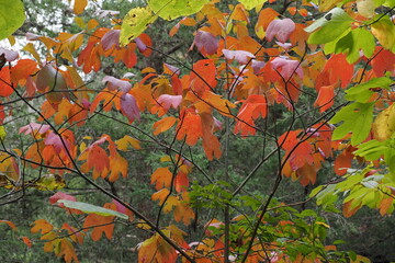 Fall scenery at the Churchville Nature Center in Bucks County, PA. 