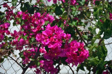 Buganvilla fucsia en Tolox, provincia de Málaga