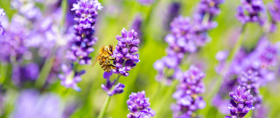 Spring lavender flowers under sunlight. Bees pollinate flowers and collect pollen. Lavender honey. Beautiful landscape of nature with a panoramic view. Hi spring. long banner