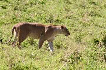 La lionne de la reserve du Masaï Mara au Kenya
