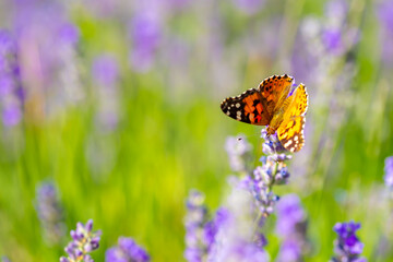 Butterflies on spring lavender flowers under sunlight. Beautiful landscape of nature with a panoramic view. Hi spring. long banner