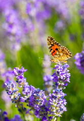 Butterflies on spring lavender flowers under sunlight. Beautiful landscape of nature with a panoramic view. Hi spring. long banner