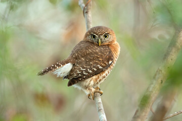 Cuban pygmy owl (Glaucidium siju) is a species of owl in the family Strigidae that is endemic to Cuba.