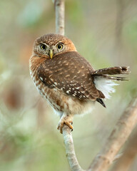 Cuban pygmy owl (Glaucidium siju) is a species of owl in the family Strigidae that is endemic to Cuba.