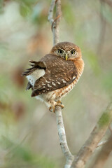 Cuban pygmy owl (Glaucidium siju) is a species of owl in the family Strigidae that is endemic to Cuba.