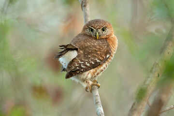 Cuban pygmy owl (Glaucidium siju) is a species of owl in the family Strigidae that is endemic to Cuba.