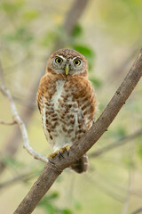 Obraz premium Cuban pygmy owl (Glaucidium siju) is a species of owl in the family Strigidae that is endemic to Cuba.