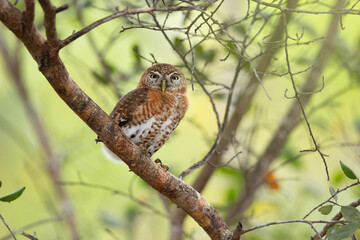 Cuban pygmy owl (Glaucidium siju) is a species of owl in the family Strigidae that is endemic to Cuba.