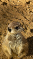 meerkat on guard