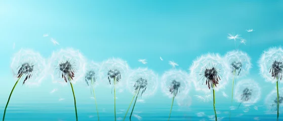 Fotobehang Seeds of dandelion flowers on a mirror with reflection on a turquoise background. Air soft image template Border. © Santy Hong