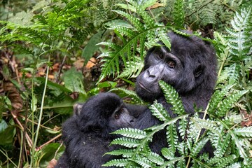 A mother gorilla looks at the camera as her baby gorilla clings to her chest in a setting of green ferns and other jungle plants.