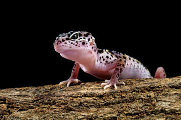Leopard gecko lizard on wood 