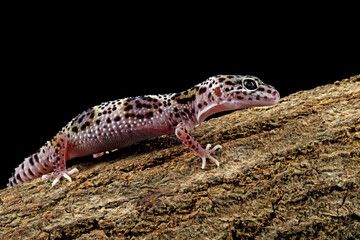 Leopard gecko lizard on wood 