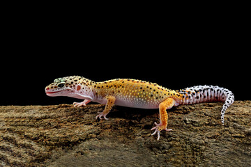 Leopard gecko lizard on wood 