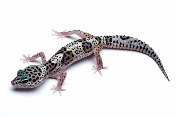 Naklejka premium Leopard gecko lizard isolated on white