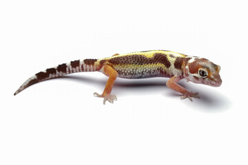 Leopard gecko lizard isolated on white