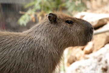 Large animal of South America - Capybara