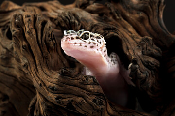 Fat-tailed geckos in wood hole