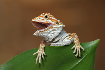 Baby bearded dragon sitting on leaves