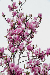 magnolia tree blossom 