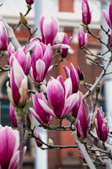 magnolia tree blossom 